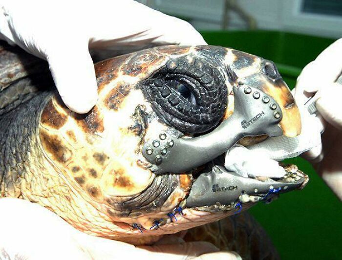 A Turtle Lost Its Beak in a Boating Crash, Then Scientists Gave It a 3D-Printed Titanium Super Beak. Totally Cyborg Now!