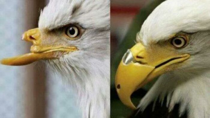 An Eagle Took a Shot to the Face and Got a Badass 3D-Printed Beak. Talk About Comebacks!