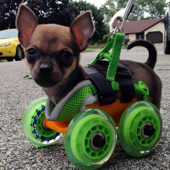 Meet Turb: One of the Cutest Little Wheelchair Riders You’ll Ever See
