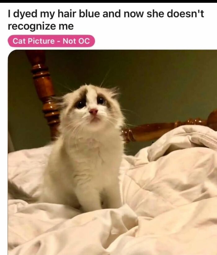 Let's Dive Into These Hilariously Real Girly Memes!