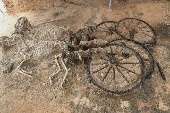2,000-Year-Old Chariot with Horse Bones—History, But Make It Creepy
