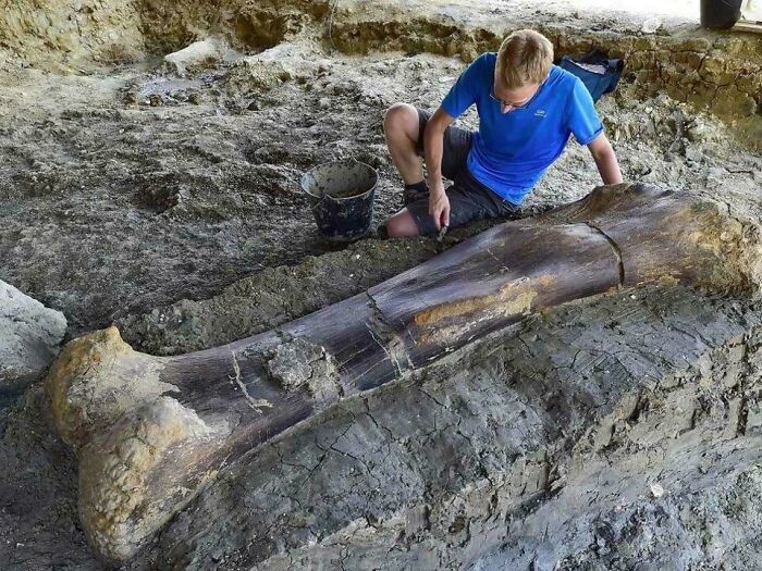Massive 140-Million-Year-Old Dino Femur Found in France