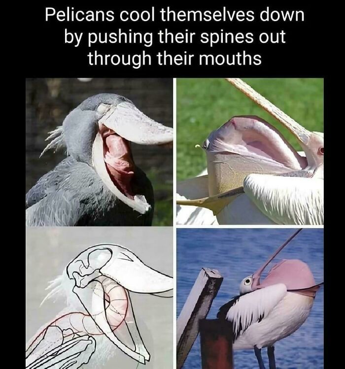 I Didn’t Need to Know That, But Now I Do, So You Have to Too