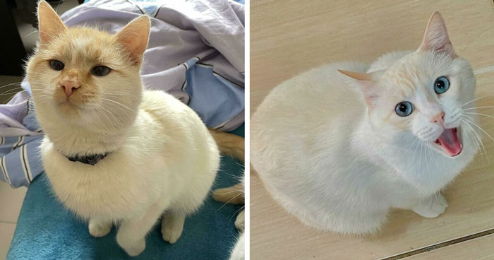 Wait, Have You Ever Seen White Cats This Adorable?