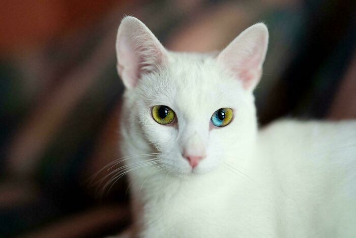 Whoa! Ever Seen Eyes Like These?