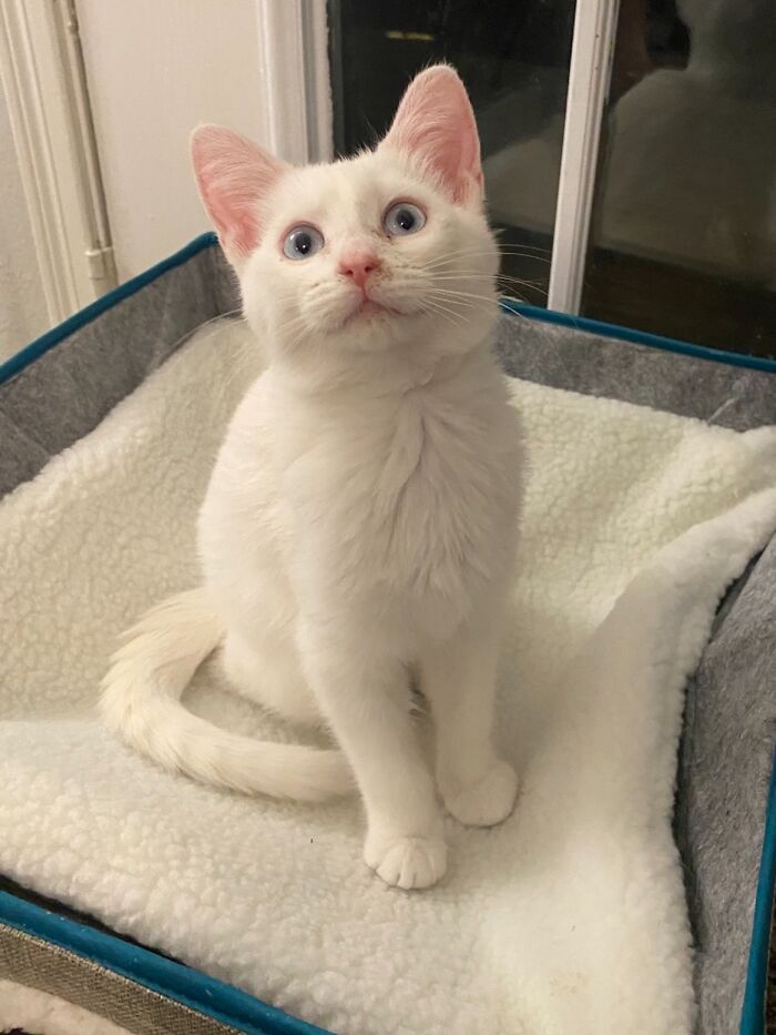 Curious Cat Doing Curious Things