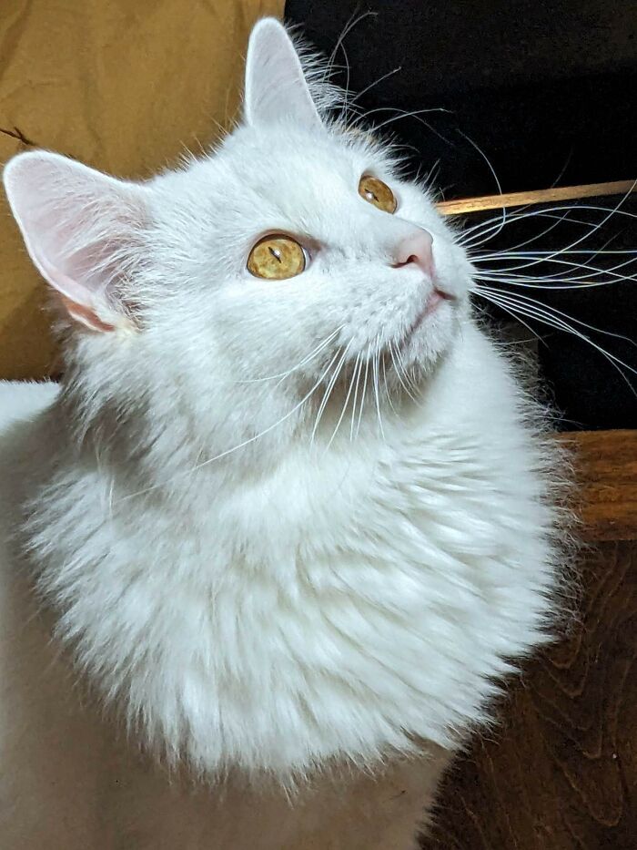 Say Hi to Theo, The Fluffy Legend