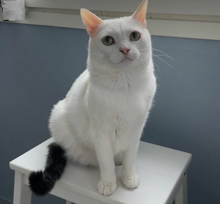 Black Tail, White Cat – Stylish Duo
