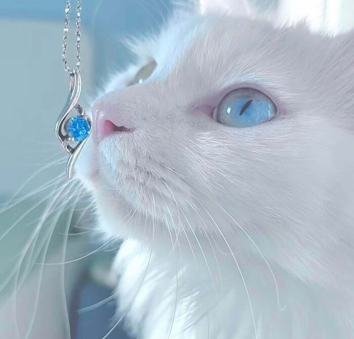 Pure Class in One Purrfect Shot