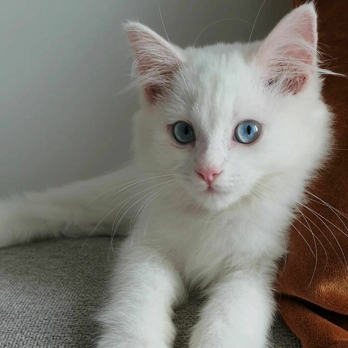 Just a Cute White Cat Doing Cute Things