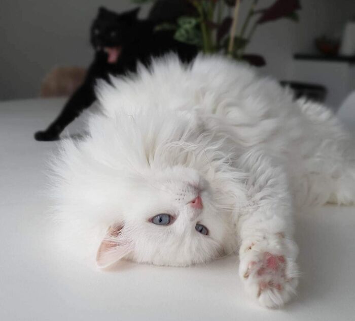 White Cat Photo Bombed by Black Cat