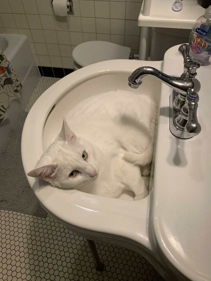 Master of Camouflage