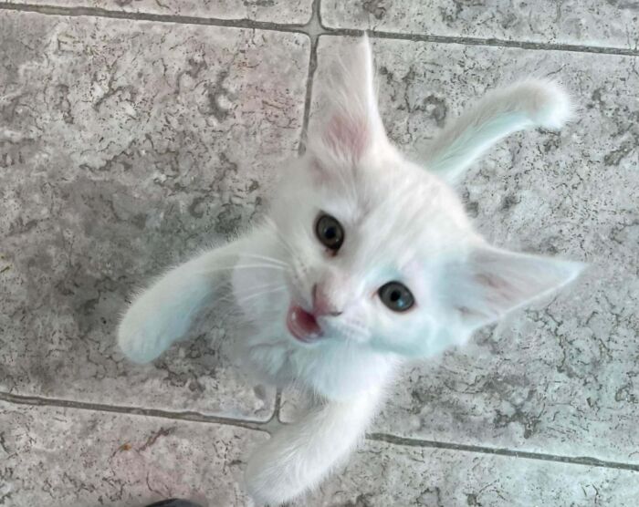Shelter Kittens Rockin’ the Cutest Crew
