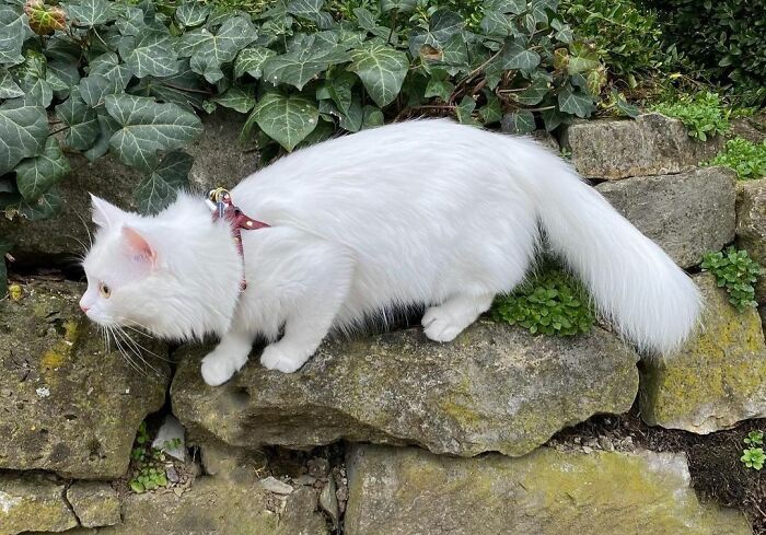 On a Treasure Hunt for Treats