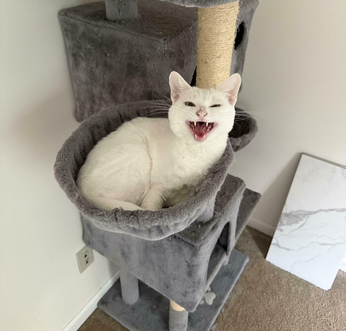 The Song of the Cat People