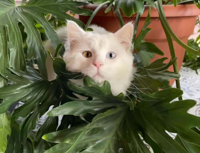 Kitty with the Coolest Eyes in Town