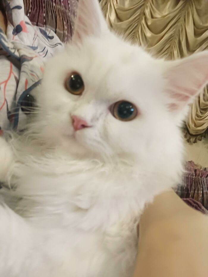 Sugar: The Grump Who’s Actually Sweet