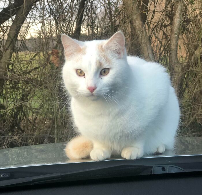 Ezekiel: Barn Cat Extraordinaire