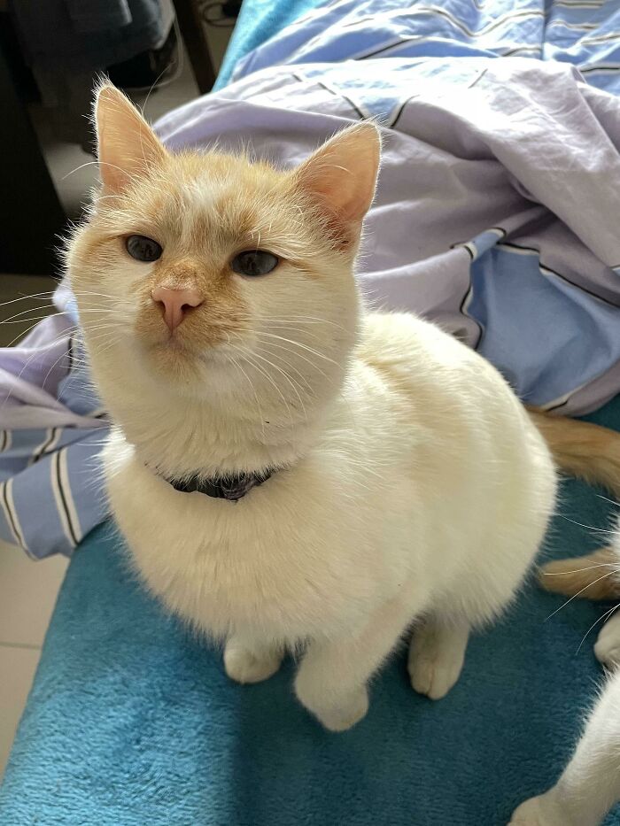 "May I Have Another Treat, Human?"