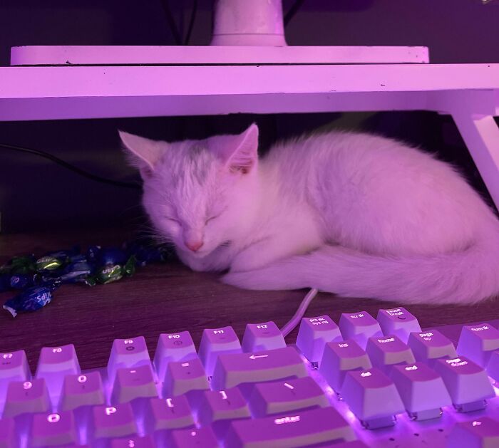 New Kitten! But Likes to Keep a Bit of Distance