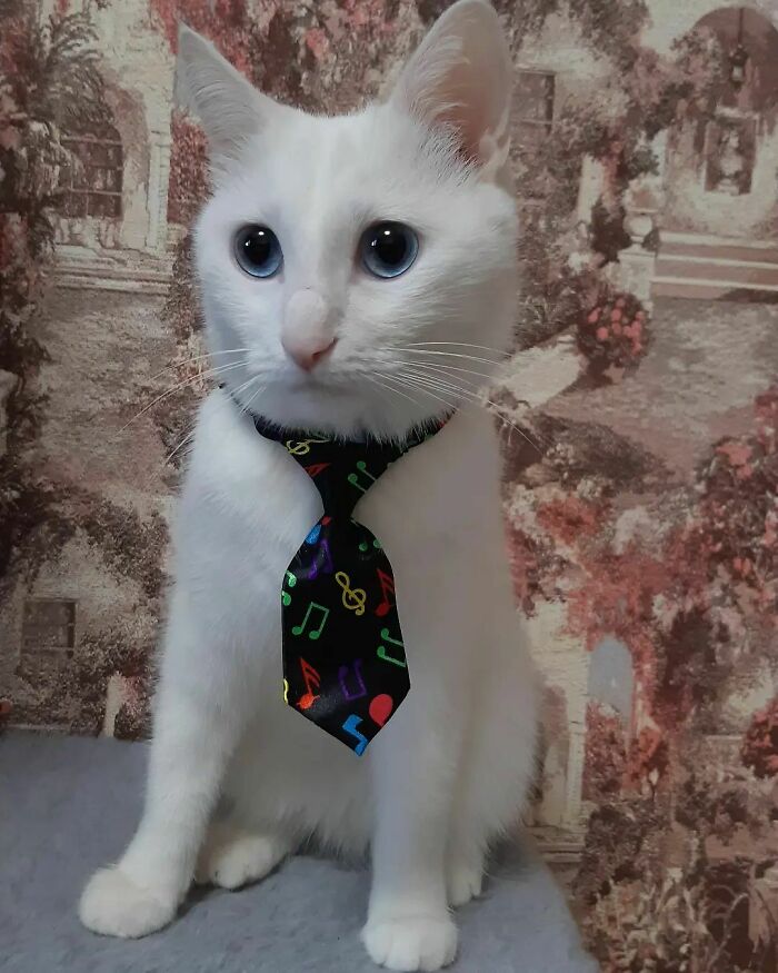 Just a Cute Cat Being Cute