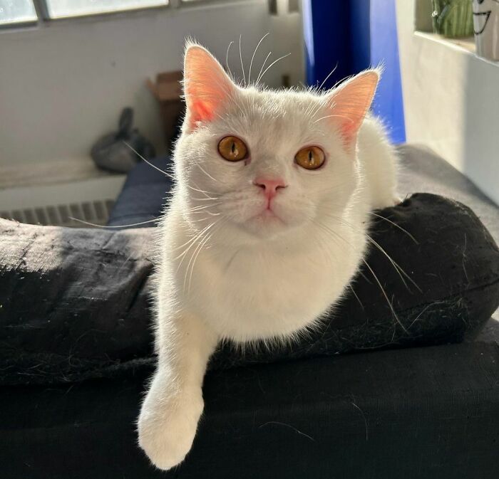Mood Swings? Nah, Just Me and My Cat Vibes