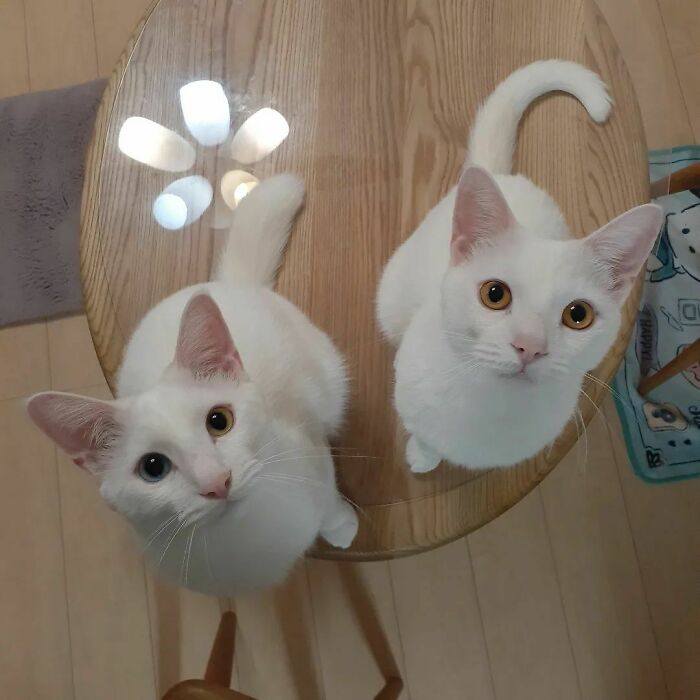 Too Cute To Handle!