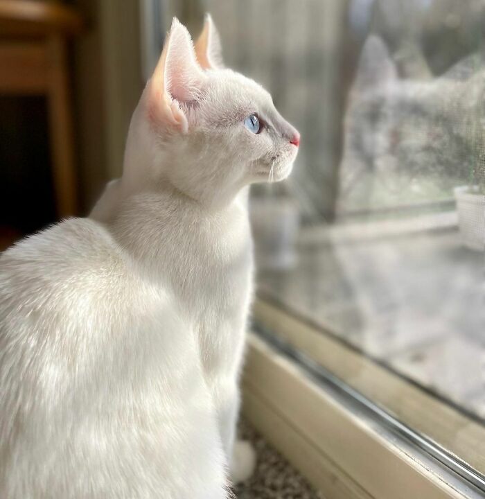 Window Watching Like a Pro: Meet Umi