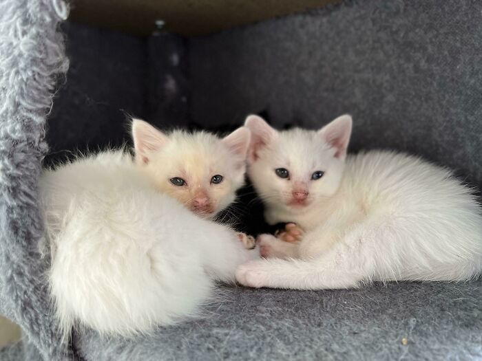 White Cats Protecting Their Black Kitten Buddy