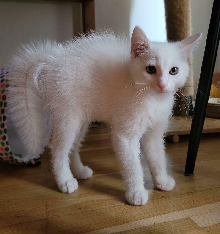 Milou Wants to Play — Are You In?