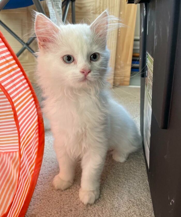 Meet Coconut: Persian Mix and Playtime Enthusiast