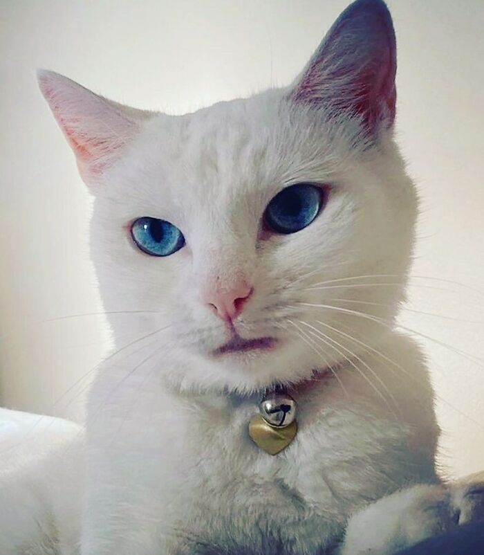 Absolutely Adorable Cat Alert!