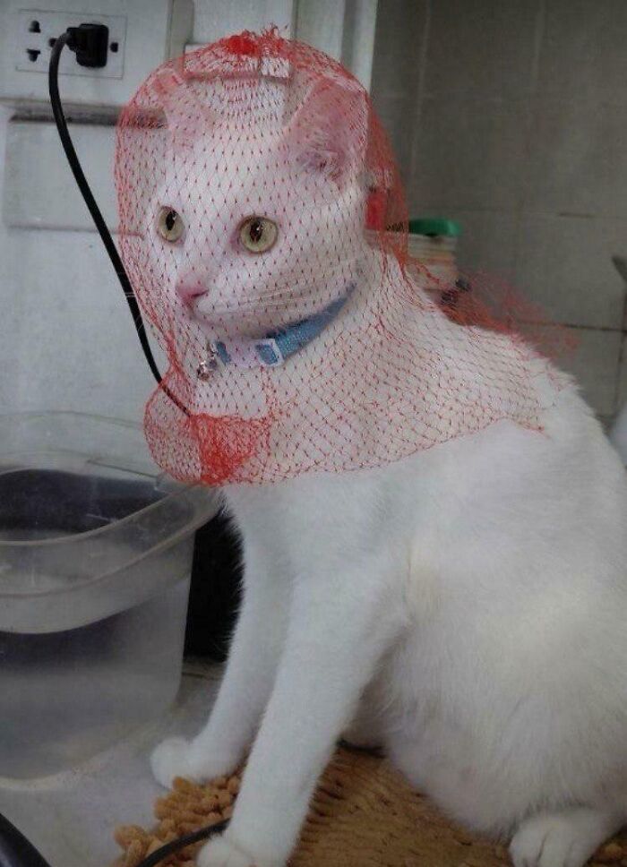 Meet Our White Demon (In the Cutest Way)