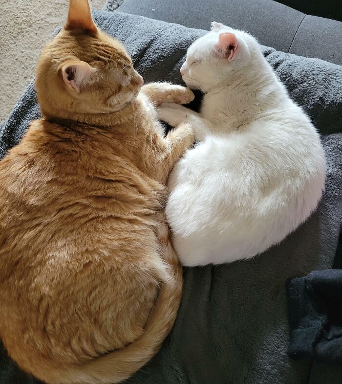 When Two Fluff Bros Finally Bond