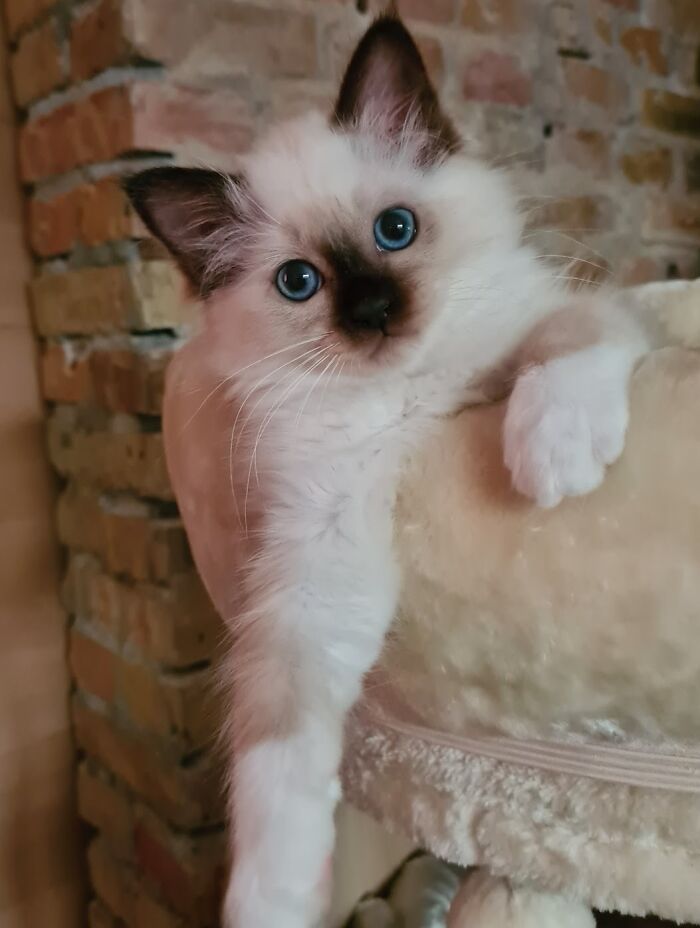 Monty: Maximum Cuteness Achieved