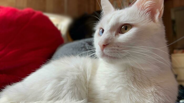 Daisy: Pink Nose and Two-Toned Eyes Made of Magic
