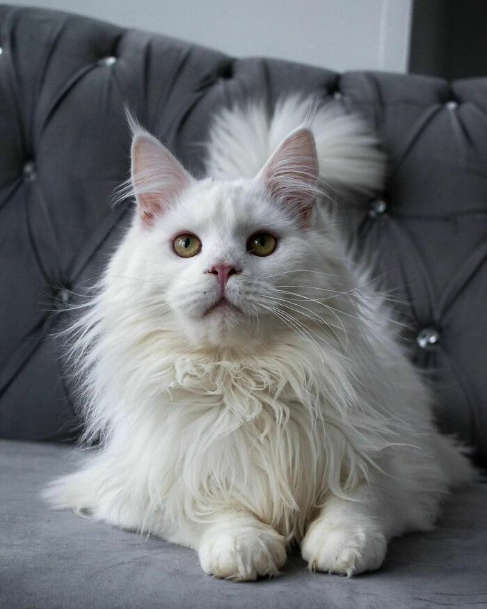 Just Another Very Cute Cat, No Big Deal