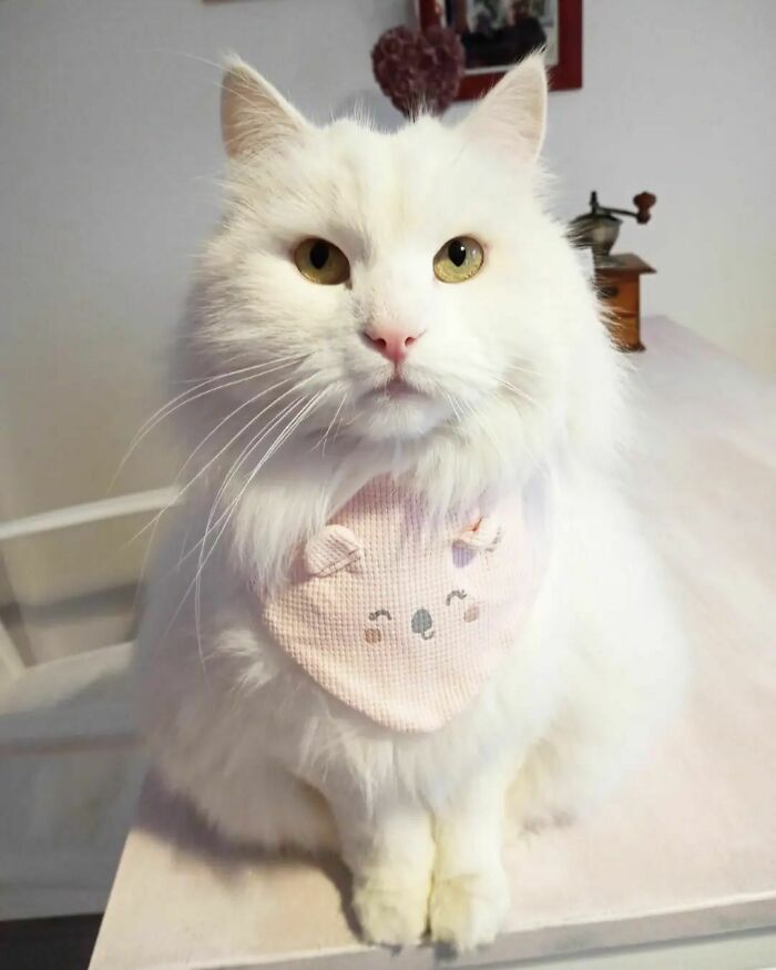 The White Cat Who Wants All The Attention