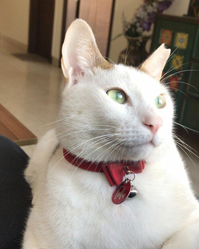 Welcome to Tofu’s Bow-Tilicious World