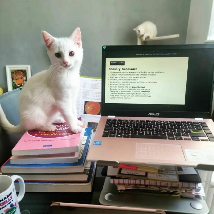Milo’s Face After Today’s Lecture