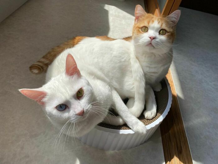 More of the Cute Cats You Love