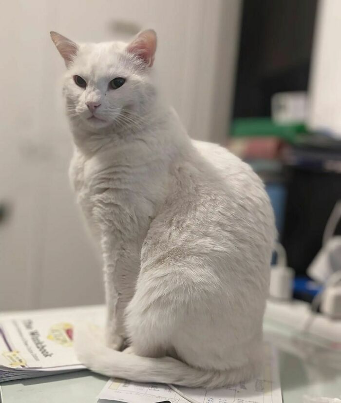 Fluffy Cat Pretty Much Doing Everything Right