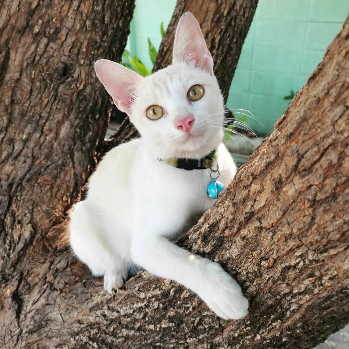 White Cat Alert: Too Cute to Handle