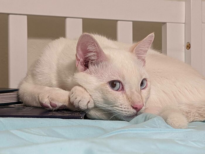 After a Black Cat Life, Meet the Diamond-Eyed White Boy