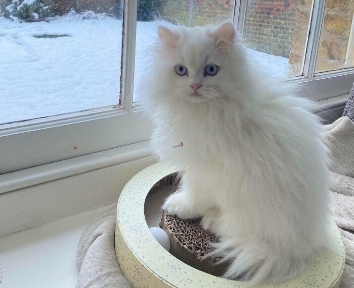 Midnight’s First Snow Experience