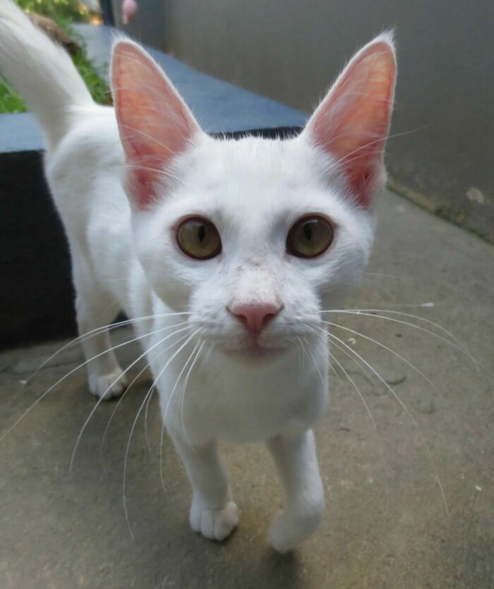 Another Cute White Cat Spotted!
