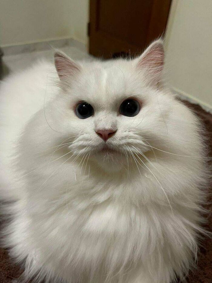 My Handsome Boy Is Here to Steal Your Heart