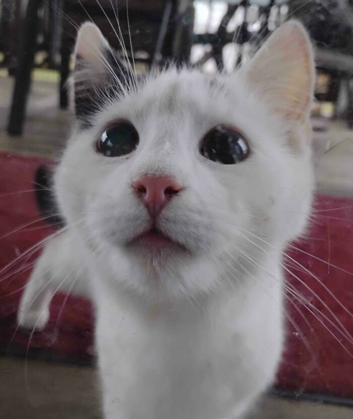 This Little Guy Just Showed Up and Stole the Spotlight