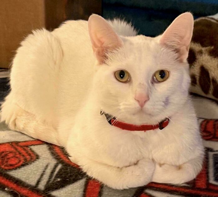 Boogy, The Handsome Loaf