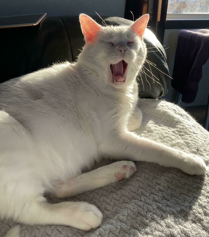 Prince Snowball Benedict Meowmeow: The King of Fluff